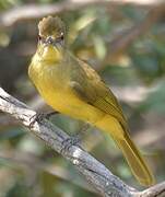 Yellow-bellied Greenbul