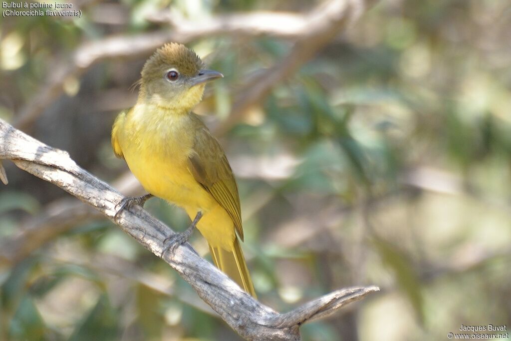 Yellow-bellied Greenbuladult