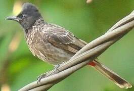 Bulbul à ventre rouge