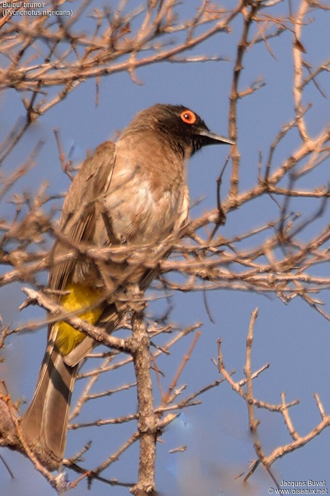 Bulbul brunoiradulte, identification