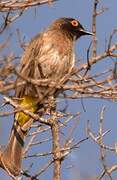 African Red-eyed Bulbul