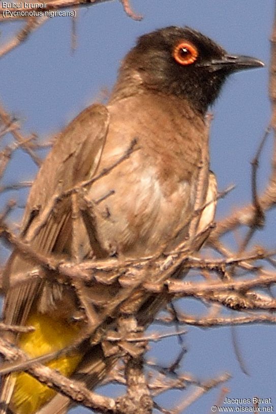 Bulbul brunoiradulte, identification