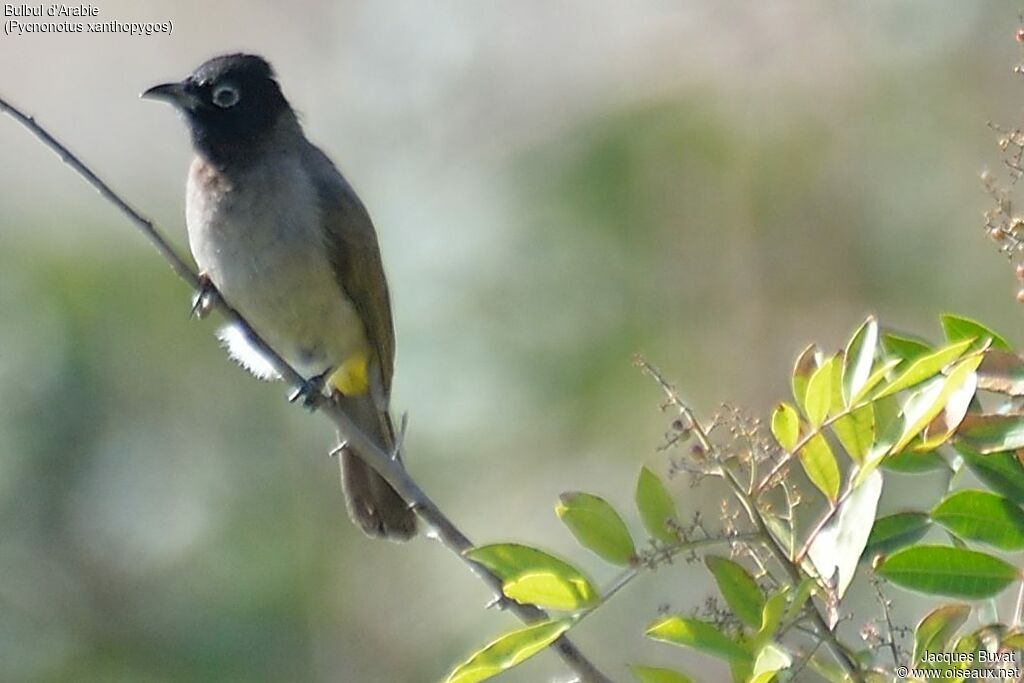 Bulbul d'Arabieadulte