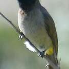 Bulbul d'Arabie