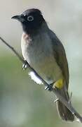 White-spectacled Bulbul