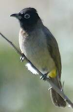 Bulbul d'Arabie