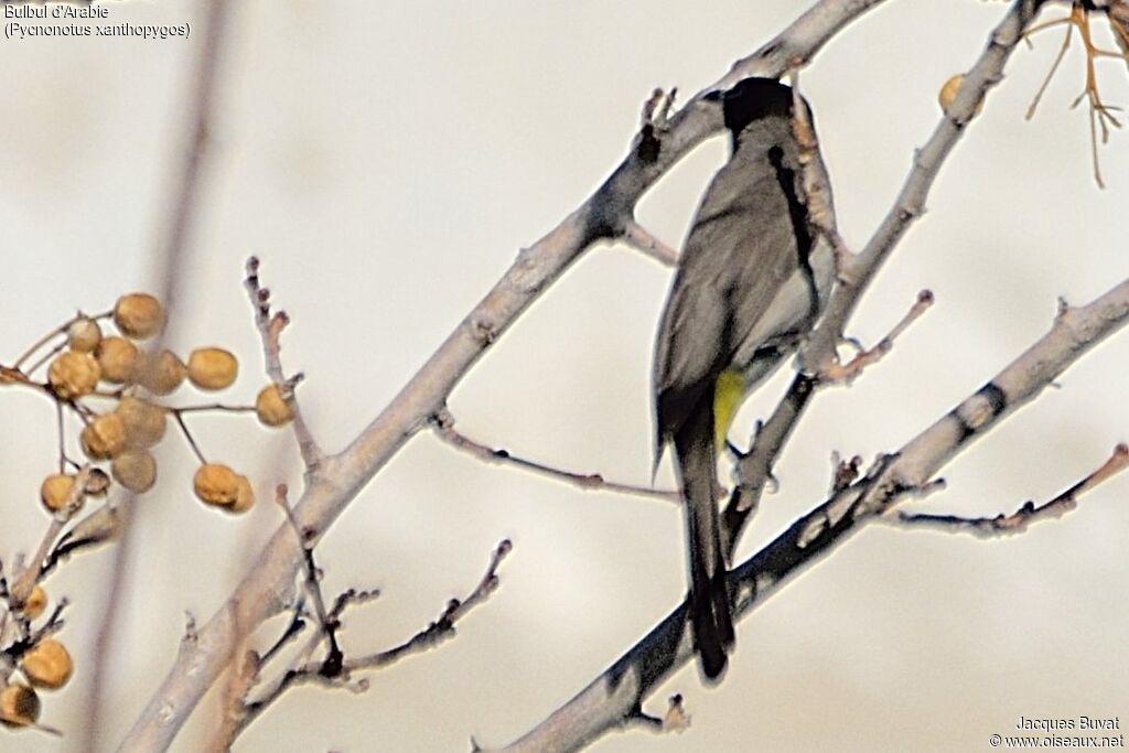 Bulbul d'Arabieadulte