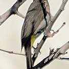 Bulbul d'Arabie