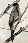 White-spectacled Bulbul