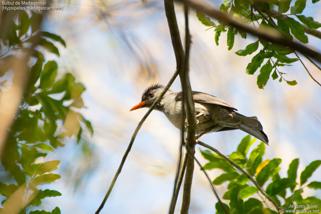 Bulbul de Madagascaradulte