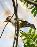 Bulbul de Madagascar