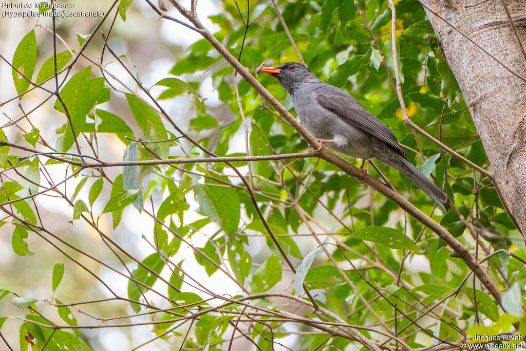 Bulbul de Madagascaradulte