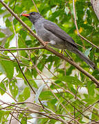 Bulbul de Madagascar