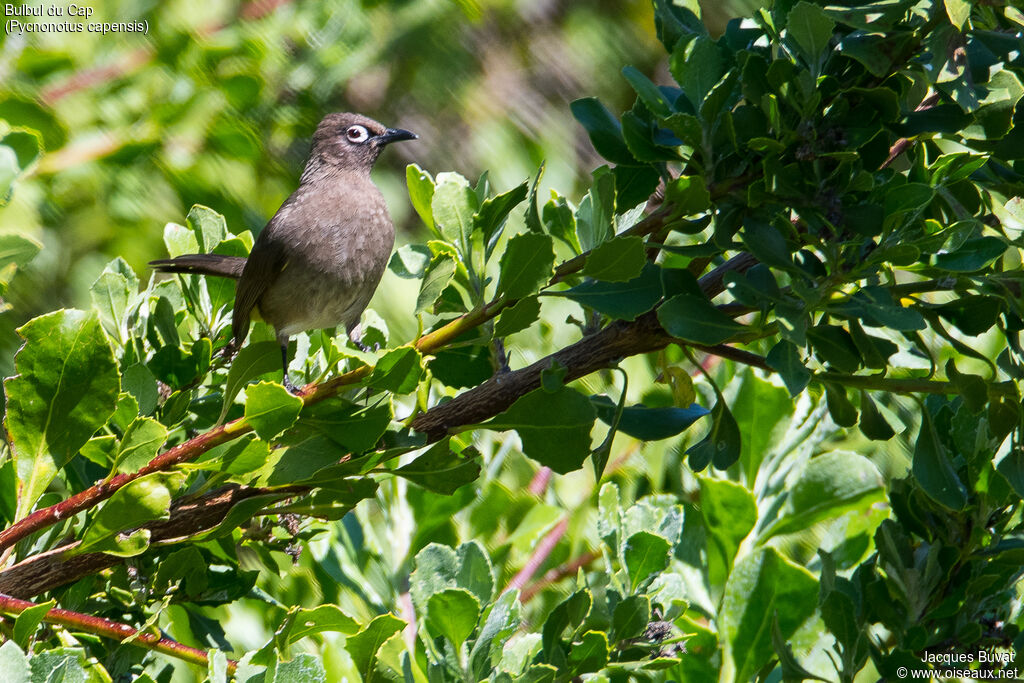 Bulbul du Capadulte