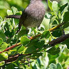 Bulbul du Cap