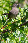 Cape Bulbul