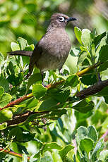 Bulbul du Cap