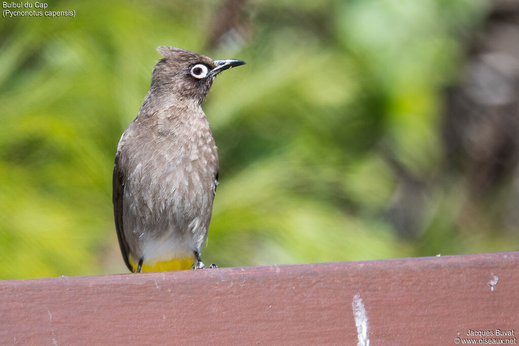 Bulbul du Capadulte