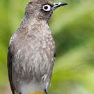 Bulbul du Cap