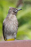 Bulbul du Cap