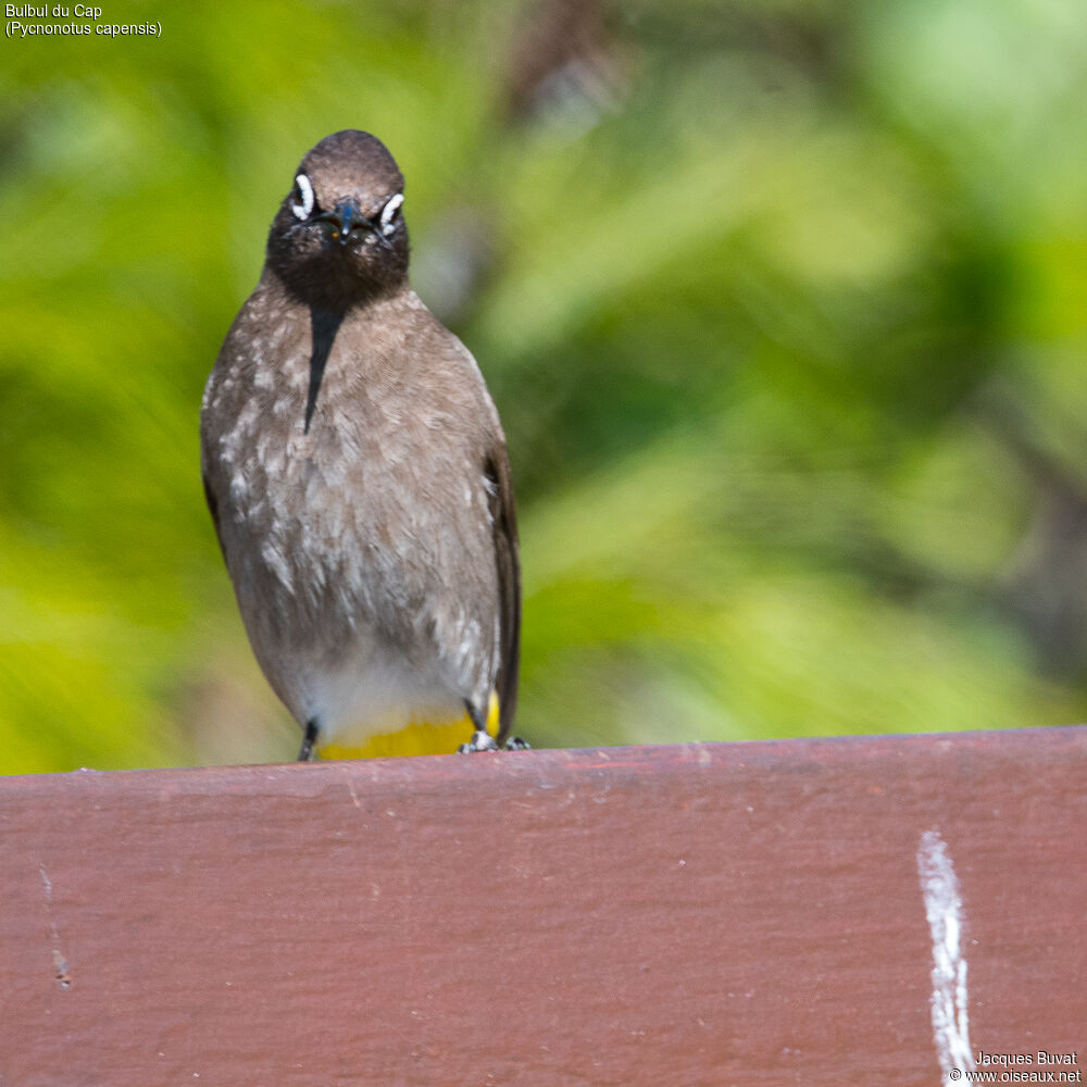 Bulbul du Capadulte