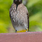 Bulbul du Cap