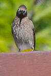 Bulbul du Cap