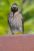 Cape Bulbul