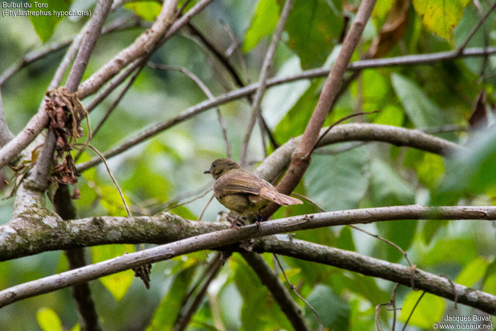 Bulbul du Toroadulte, pigmentation