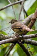 Bulbul du Toro