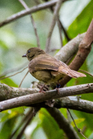 Bulbul du Toro