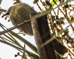 Bulbul du Toro