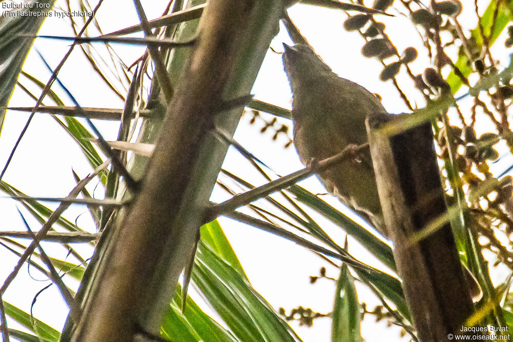 Bulbul du Toroadulte