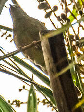 Bulbul du Toro