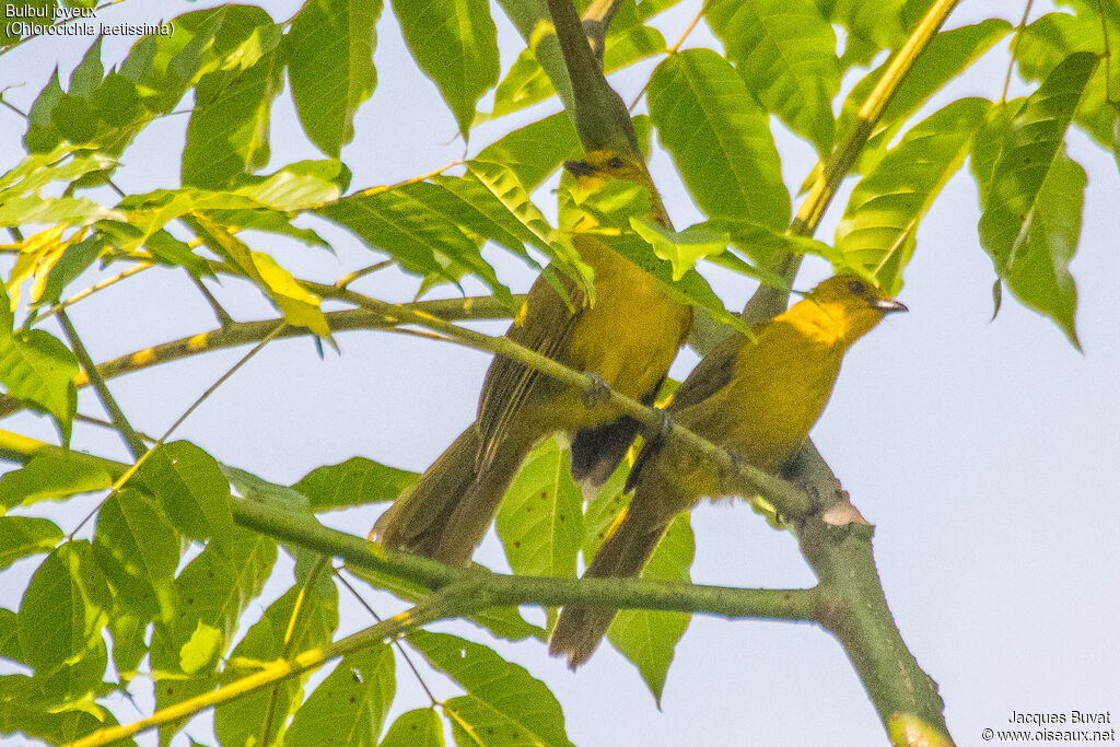 Bulbul joyeuxadulte