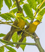 Joyful Greenbul