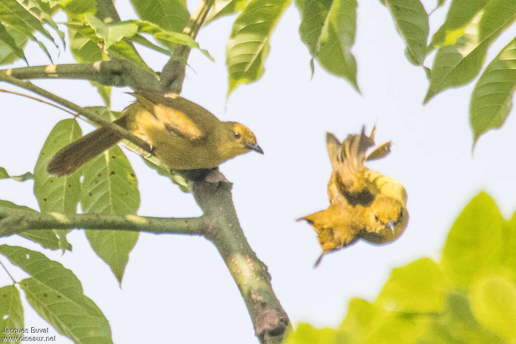 Bulbul joyeuxadulte, habitat