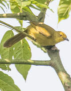 Joyful Greenbul