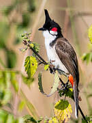 Red-whiskered Bulbul