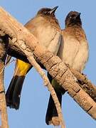 Dark-capped Bulbul