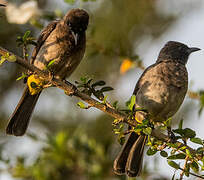 Dark-capped Bulbul