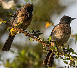 Bulbul tricolore