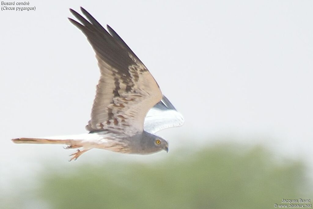 Montagu's Harrier male adult, identification, close-up portrait, Flight