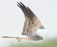 Montagu's Harrier