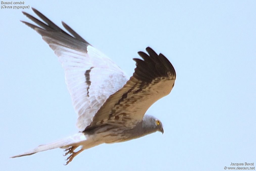 Montagu's Harrier male adult, identification, close-up portrait, aspect, pigmentation, Flight