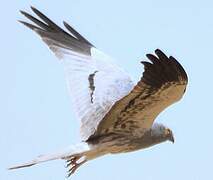 Montagu's Harrier