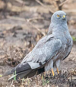 Montagu's Harrier