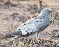 Montagu's Harrier