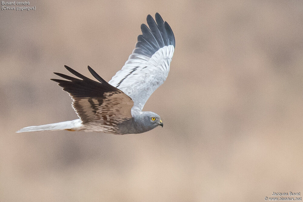 Montagu's Harrieradult