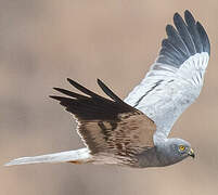 Montagu's Harrier